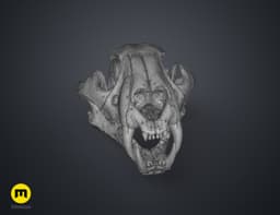 Tiger Skull (Panthera Tigris Tigris) 3d model