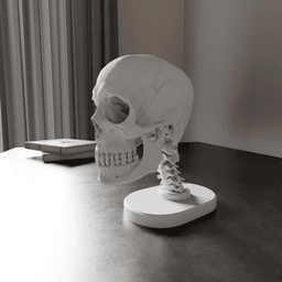 Skull Anatomy 3d model