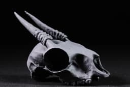 Dik-Dik Skull 3d model