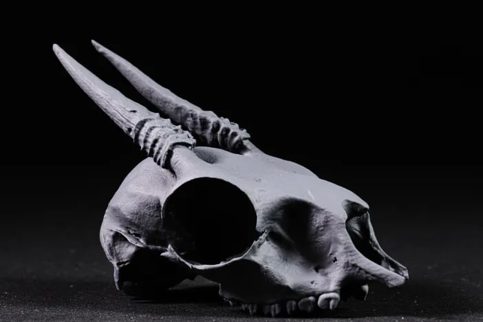 Dik-Dik Skull 3d model