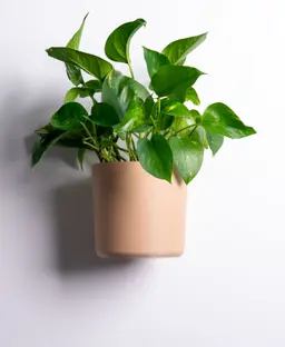 Wall Planter with Hidden Drip Tray - LG03 3d model