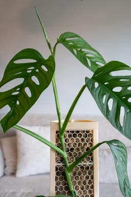 CLIMBIT HoneyComb Modular Self-Watering Moss Pole System | Support-Free, Stackable Planter for Monst 3d model