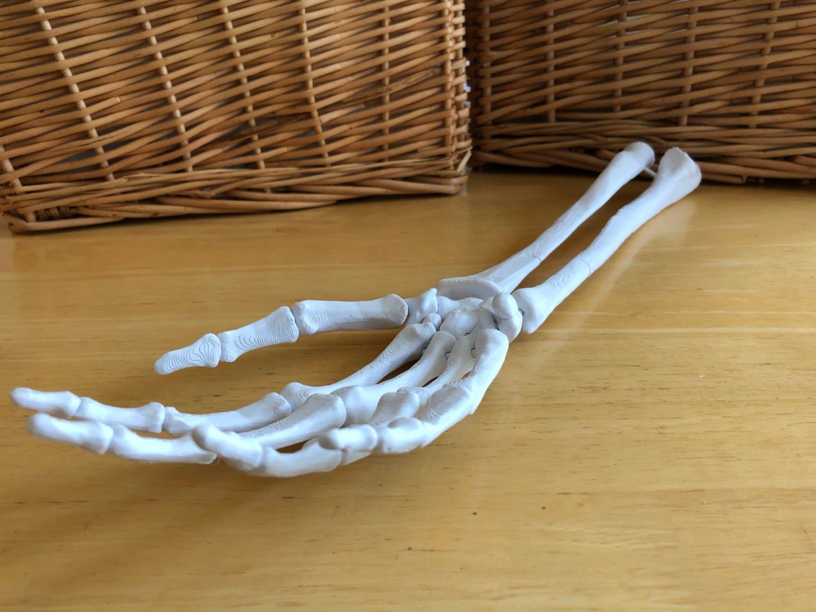 Full Size Anatomically Correct Human Hand Model 3d model