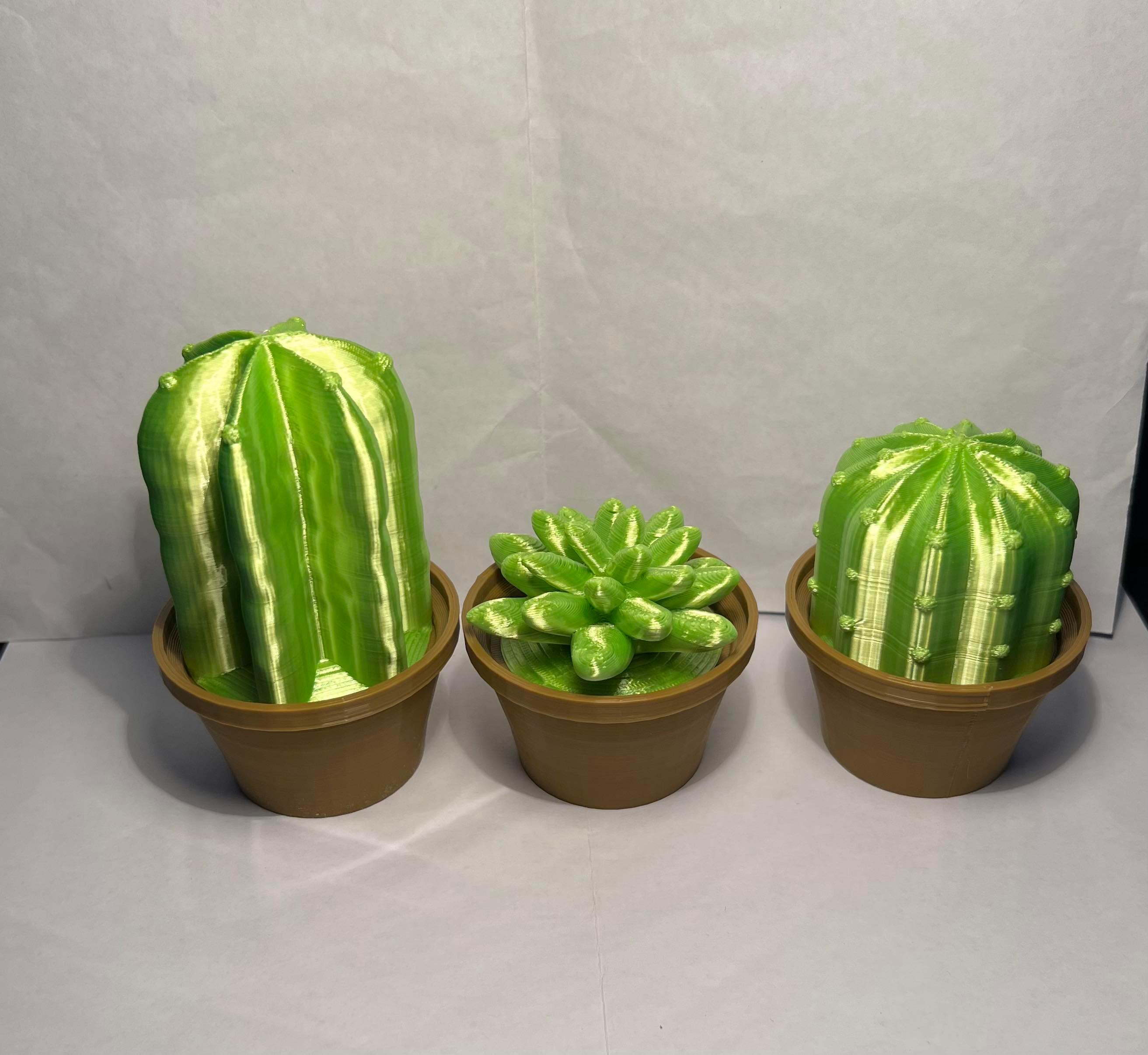 Cacti Decor #OutdoorThangs 3d model