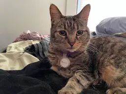 airtag pet collar - Ada enjoying her new bling - 3d model