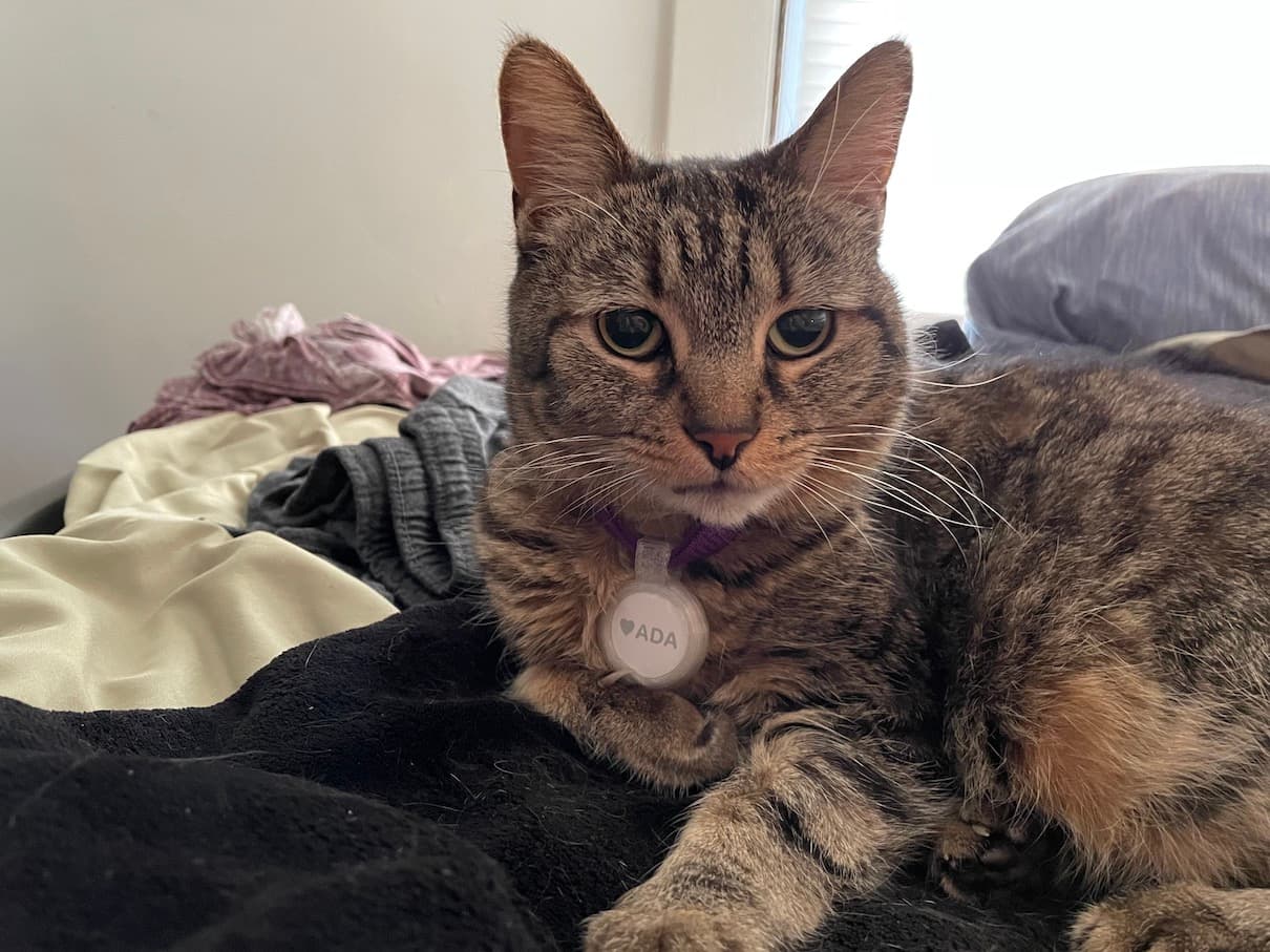 airtag pet collar - Ada enjoying her new bling - 3d model
