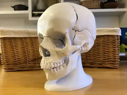 Full Size Anatomically-Correct 18-Piece Magnetic Human Skull Model 3d model