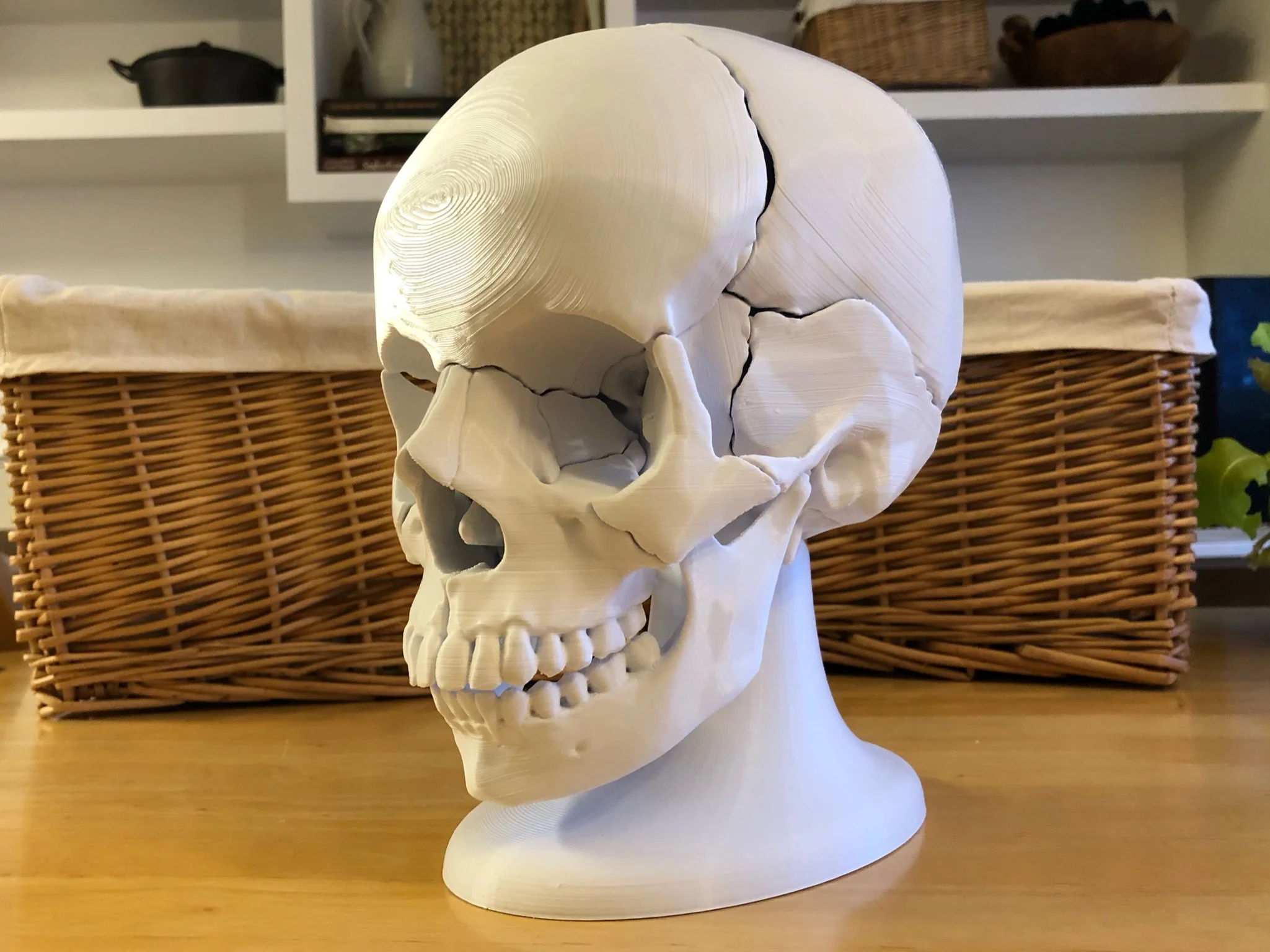 Full Size Anatomically-Correct 18-Piece Magnetic Human Skull Model 3d model