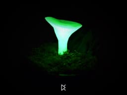 Mushroom Mossarium - Omphalotus Illudens 3d model
