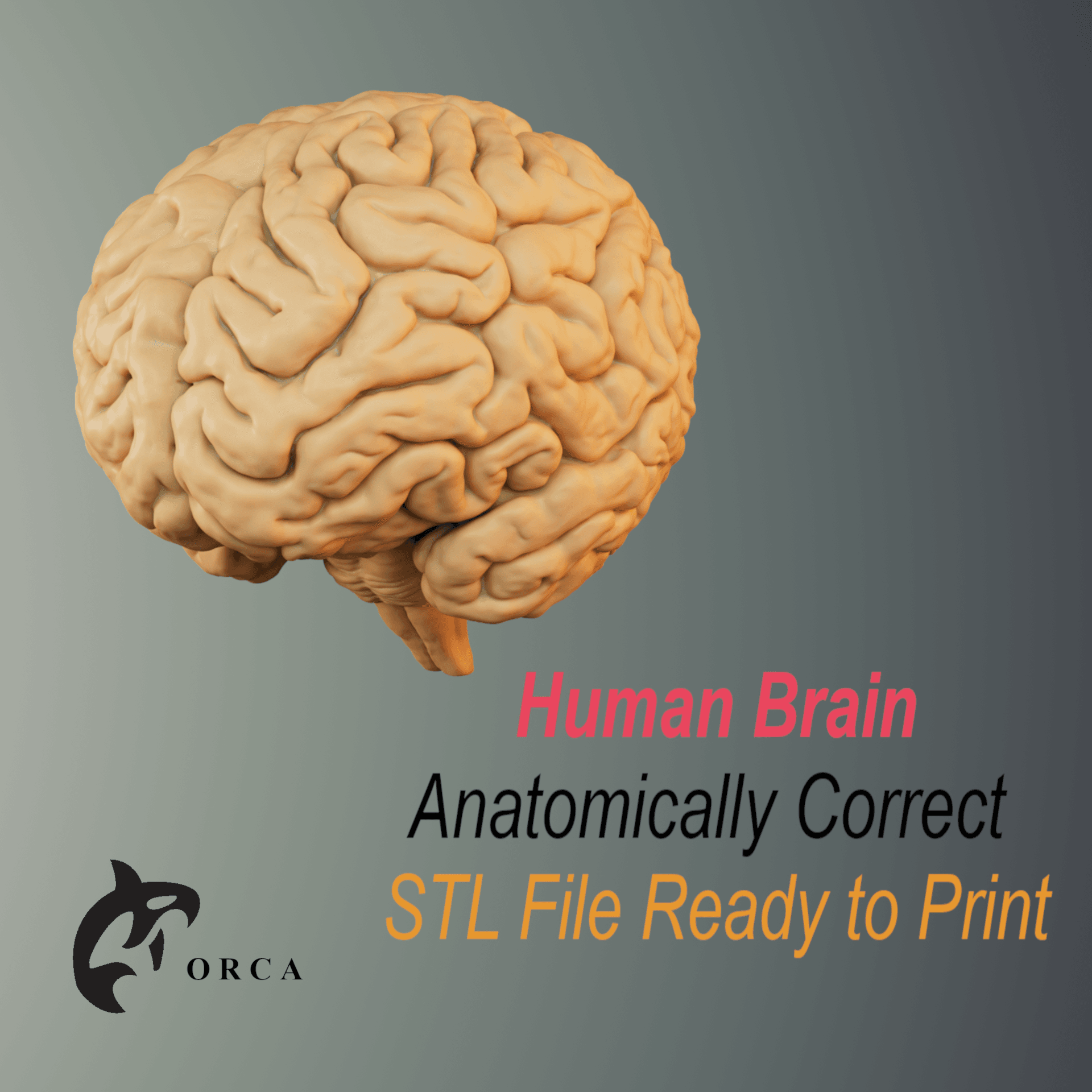 Brain Anatomy STL for Education 3d model