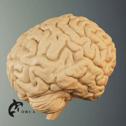 Brain Anatomy STL for Education 3d model
