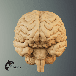 Brain Anatomy STL for Education 3d model