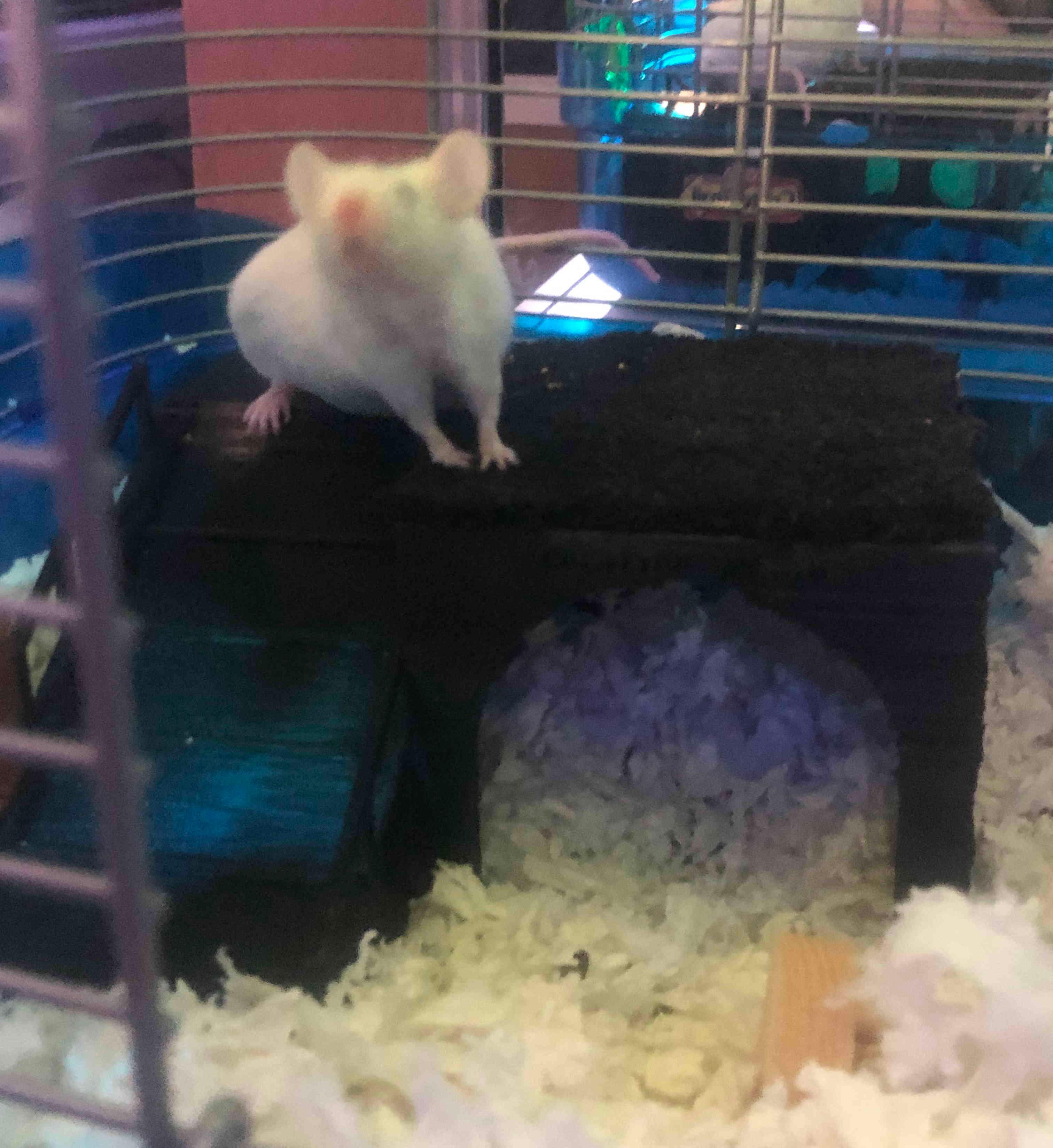 Mouse/Hamster/Rat/Rodent House 3d model