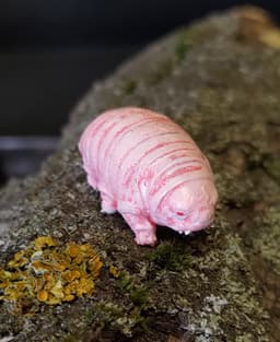Tardigrade - hässlich wasserbär. 3d model