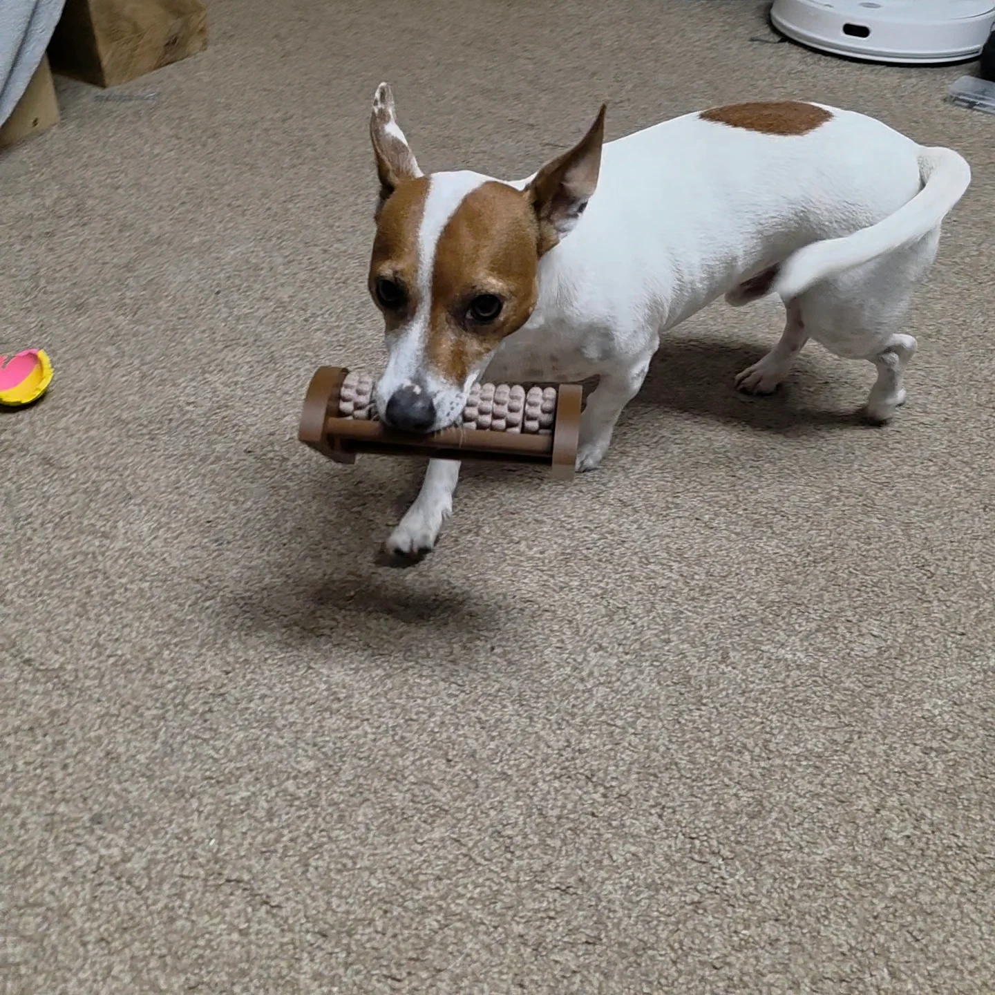 Excellent model. I trained my dog to bring it to me when he wants a massage 🤣
