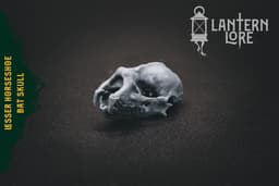 Lesser Horseshoe Bat Skull (Pre Supported) 3d model