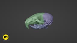 Mouse Skull (Mus Musculus) 3d model