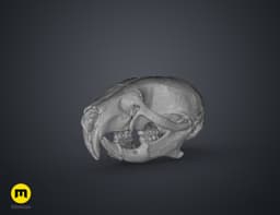 Mouse Skull (Mus Musculus) 3d model