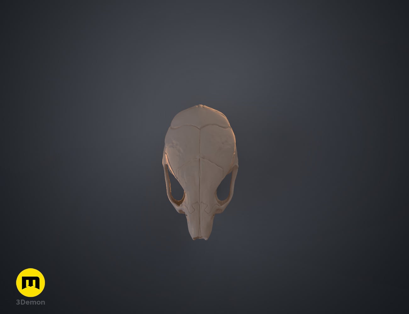 Mouse Skull (Mus Musculus) 3d model