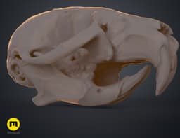Mouse Skull (Mus Musculus) 3d model