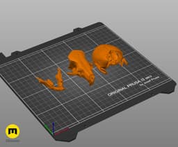Mouse Skull (Mus Musculus) 3d model