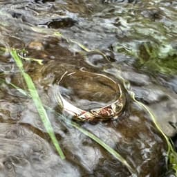 Cutthroat Trout Ring 3d model