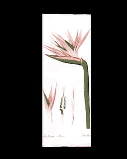 The pages of vintage botany books are true works of art - Set of bookmarks 3d model