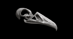 Khonshu Skull Helmet or Sculpture 3d model
