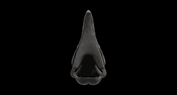 Khonshu Skull Helmet or Sculpture 3d model