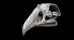 Khonshu Skull Helmet or Sculpture 3d model