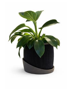 LINEUP PLANTER (WITH DRIP TRAY OR WITHOUT) / HOMEGARDEN / MODERN HOMEDECOR 3d model