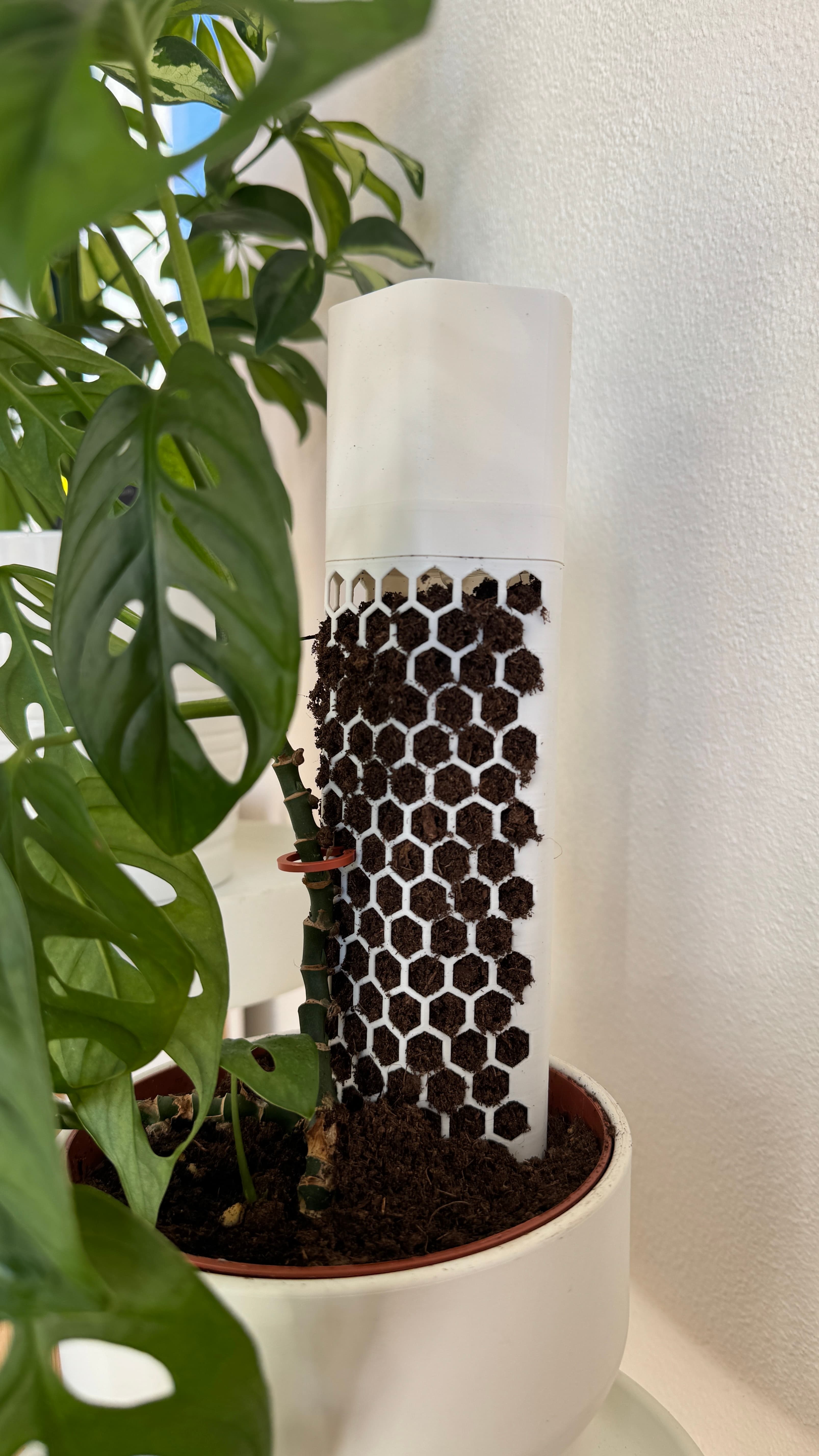 Moss Plant Pole 3d model