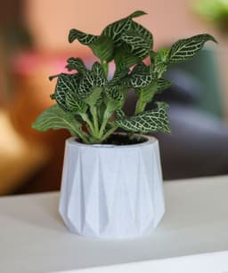 Self Watering Planter - Surface 3d model