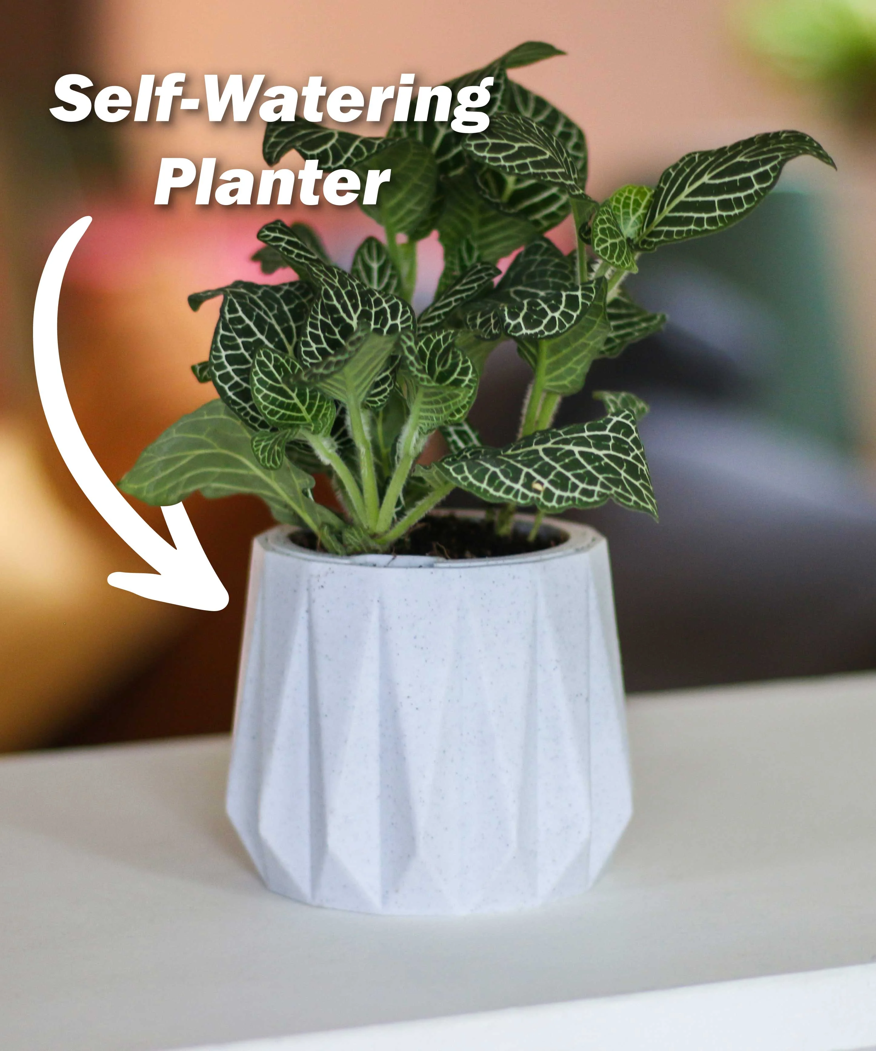 Self Watering Planter - Surface 3d model