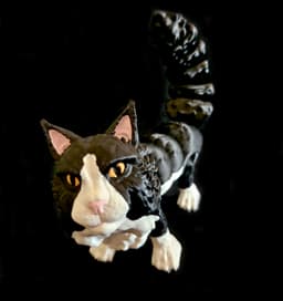 Maine Coon Cat (Commercial Use) 3d model
