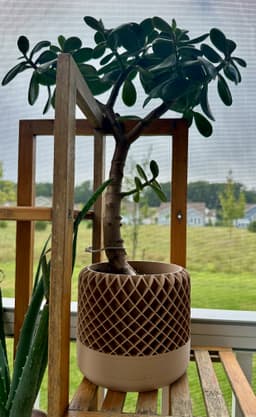 Excellent planter even for a larger plant 3d model