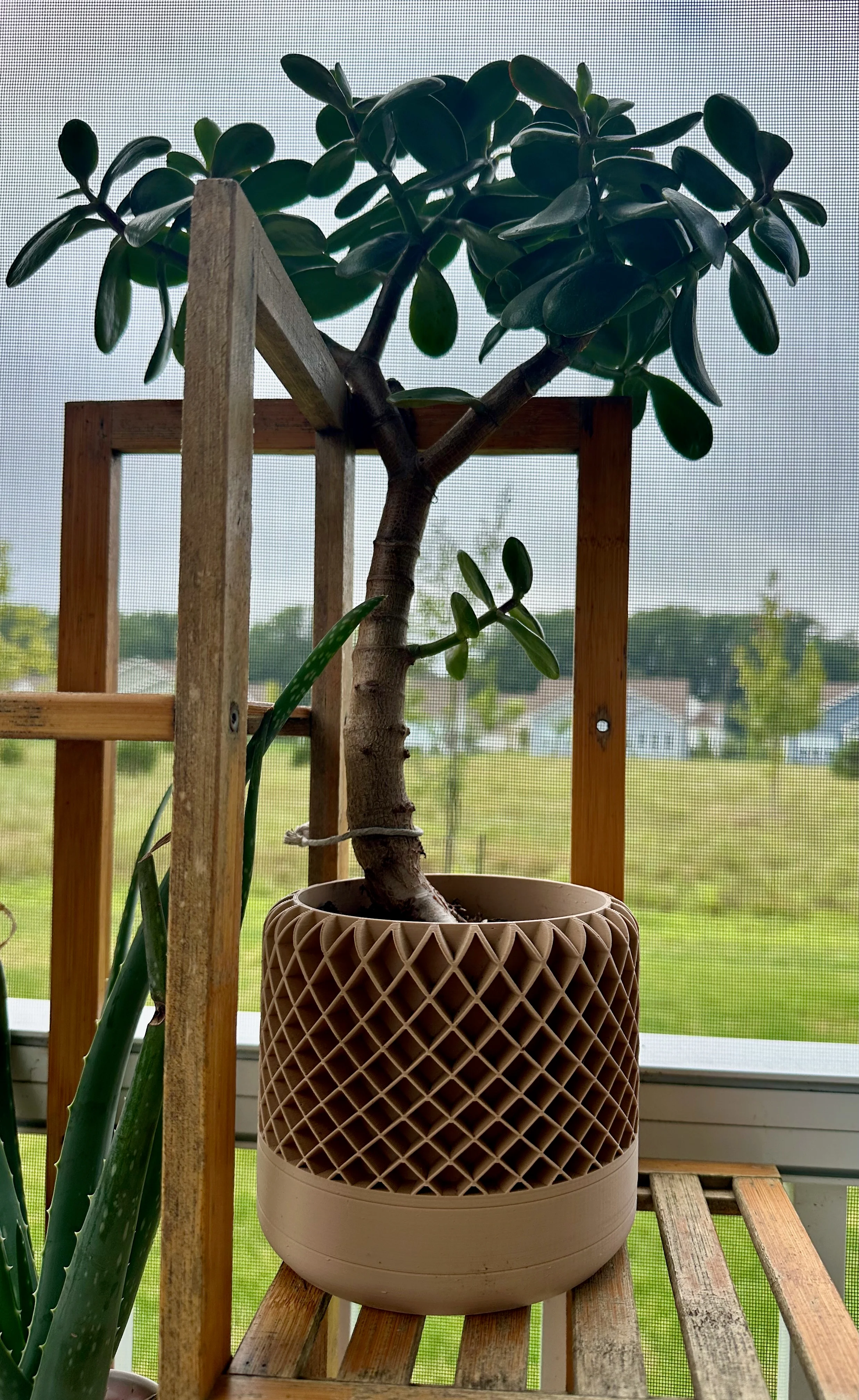 Excellent planter even for a larger plant