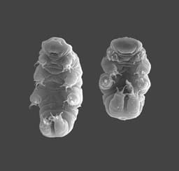 Tardigrade - hässlich wasserbär. 3d model
