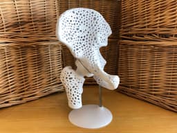 Pelvis Model with Adjustable Ball and Socket Acetabular Joint 3d model