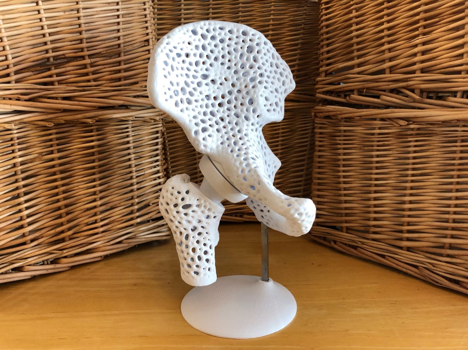 Pelvis Model with Adjustable Ball and Socket Acetabular Joint 3d model