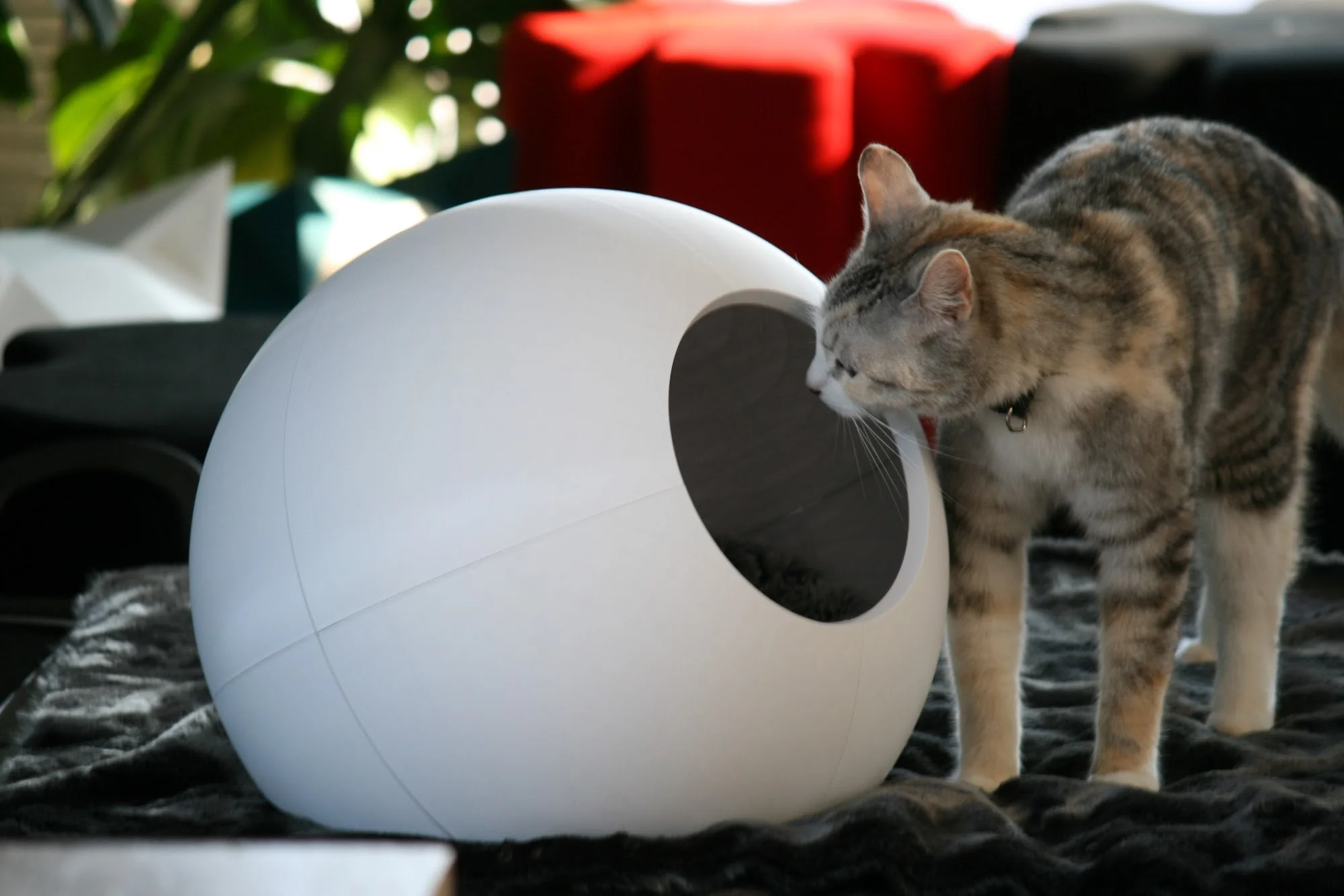 HOUSE FOR CAT SPHERE - Follow us: linktr.ee/catalpine 3d model