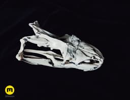 Python Snake Skull 3d model