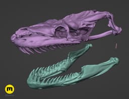 Python Snake Skull 3d model