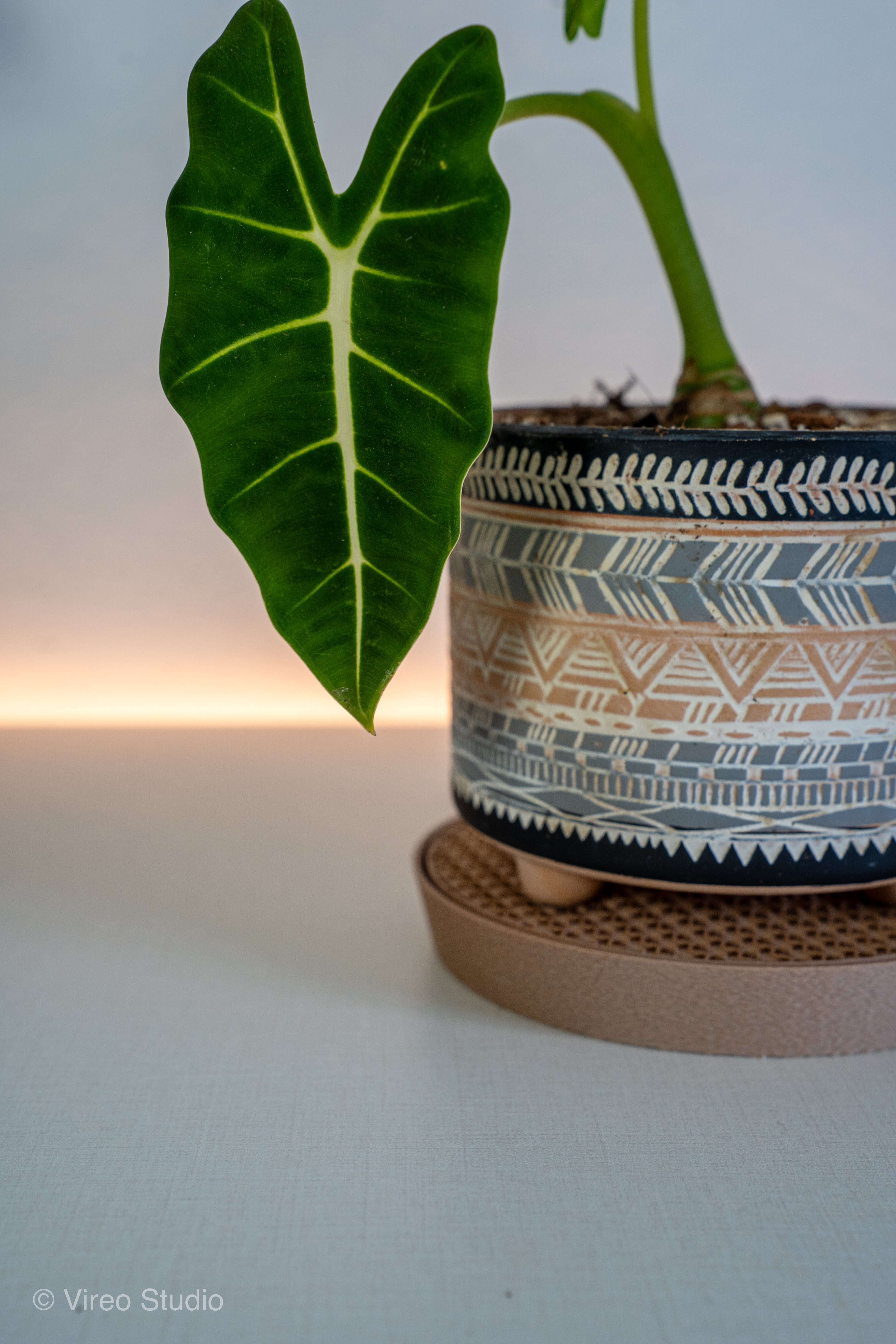 Plant Saucers Set 140mm & 170mm | Drainage Drip Trays | Support-Free Print 3d model