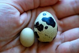 Maticoopx Incubator Parrot or Tiny Button Quail Egg Tray 3d model