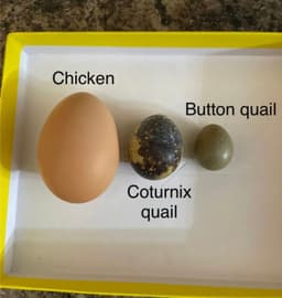 Maticoopx Incubator Parrot or Tiny Button Quail Egg Tray 3d model