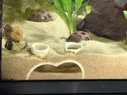 Aquarium Undersand Tunnel & Cove | Fish Hide | 3D Printable | R7Makers 3d model