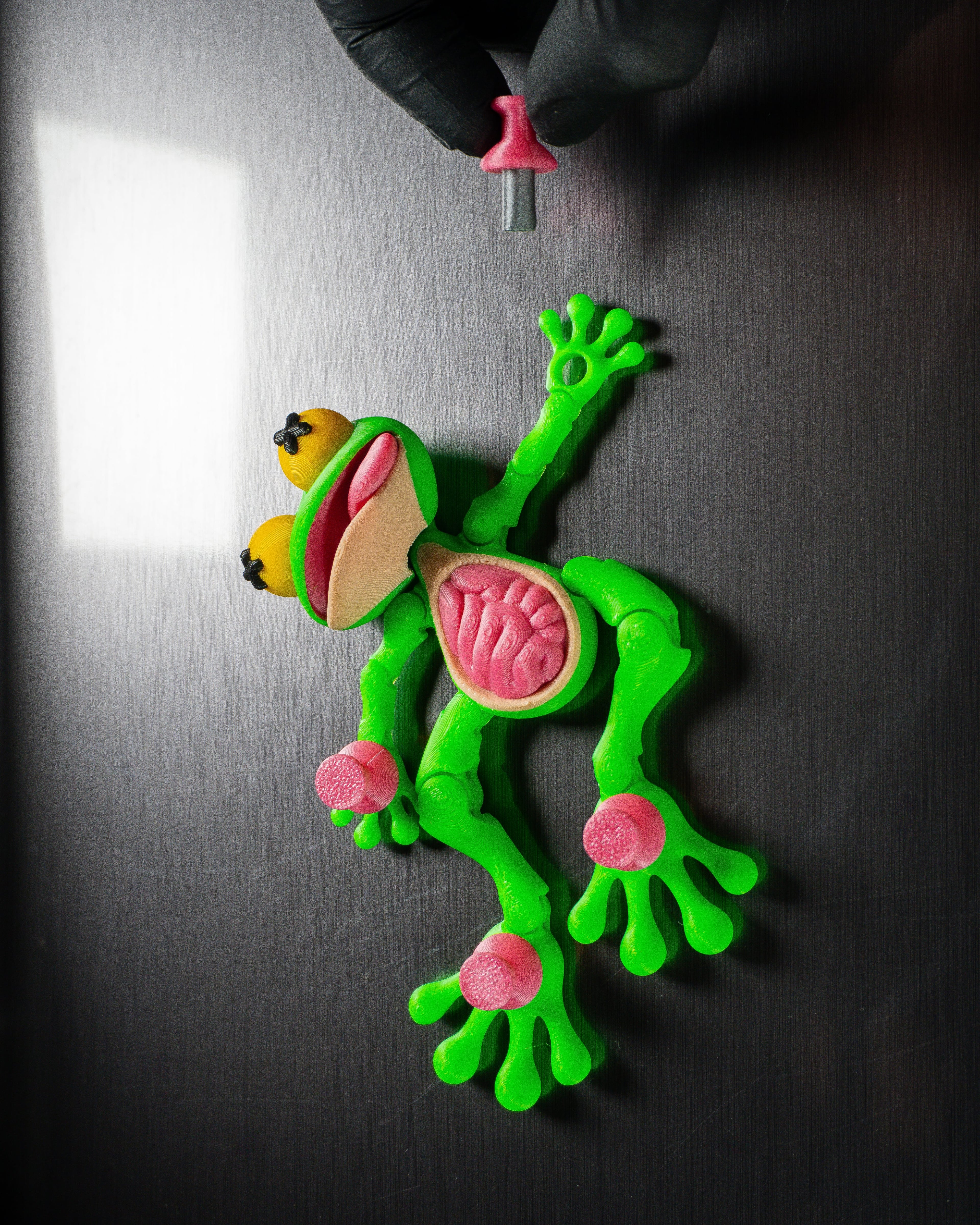 Dissected Frog - Fridge Magnet 3d model
