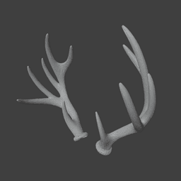 Elk Antlers 3d model