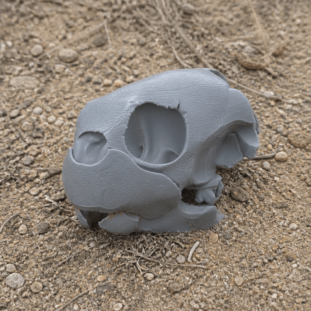 Green Sea Turtle Skull.stl 3d model